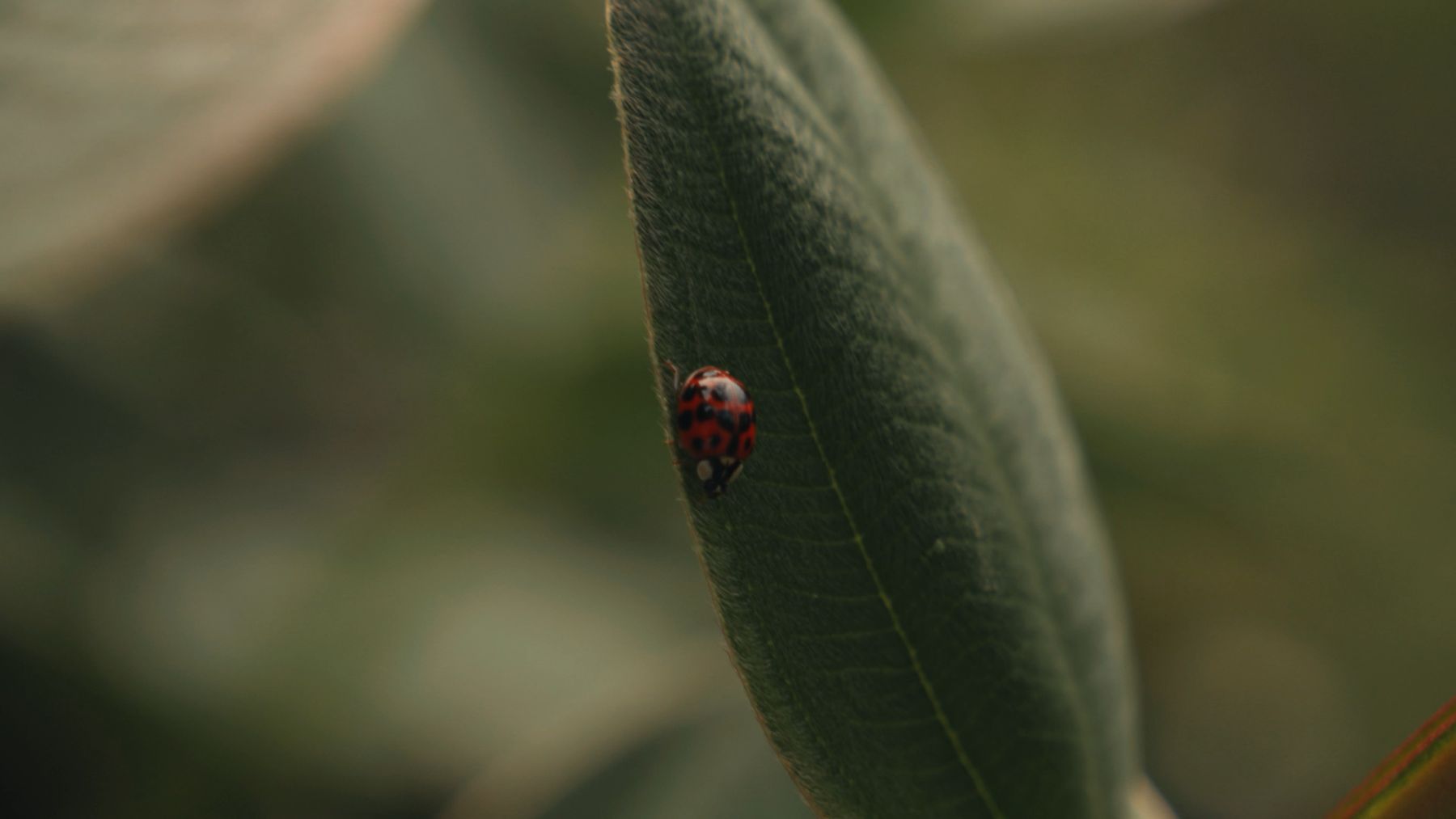 Mariquita sobre una hoja